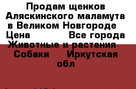 Продам щенков Аляскинского маламута в Великом Новгороде › Цена ­ 5 000 - Все города Животные и растения » Собаки   . Иркутская обл.